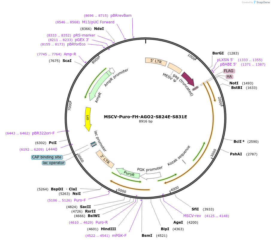 92000-plasmid-map-sequence-id-180640