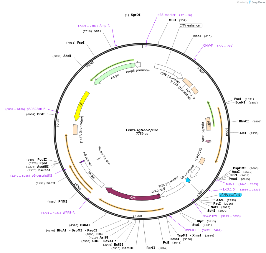 89652-plasmid-map-sequence-id-180648