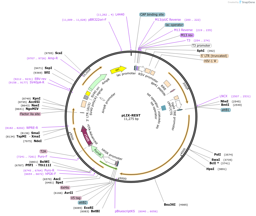 91896-plasmid-map-sequence-id-180652