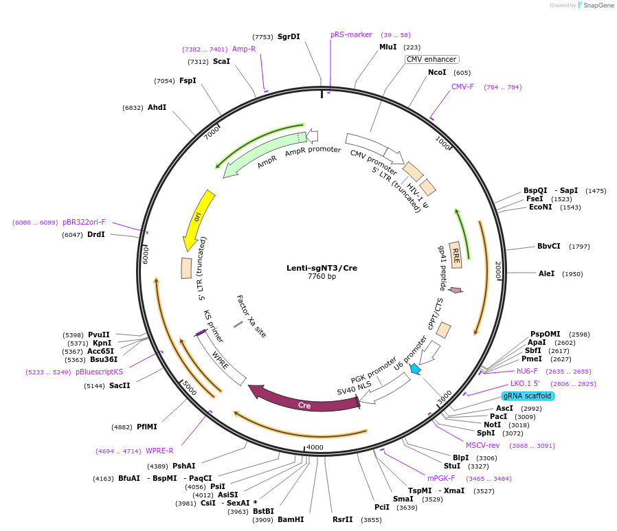 89654-plasmid-map-sequence-id-180659