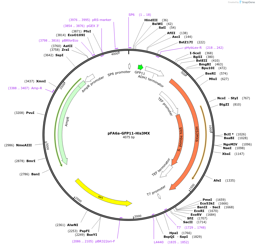 91951-plasmid-map-sequence-id-180663