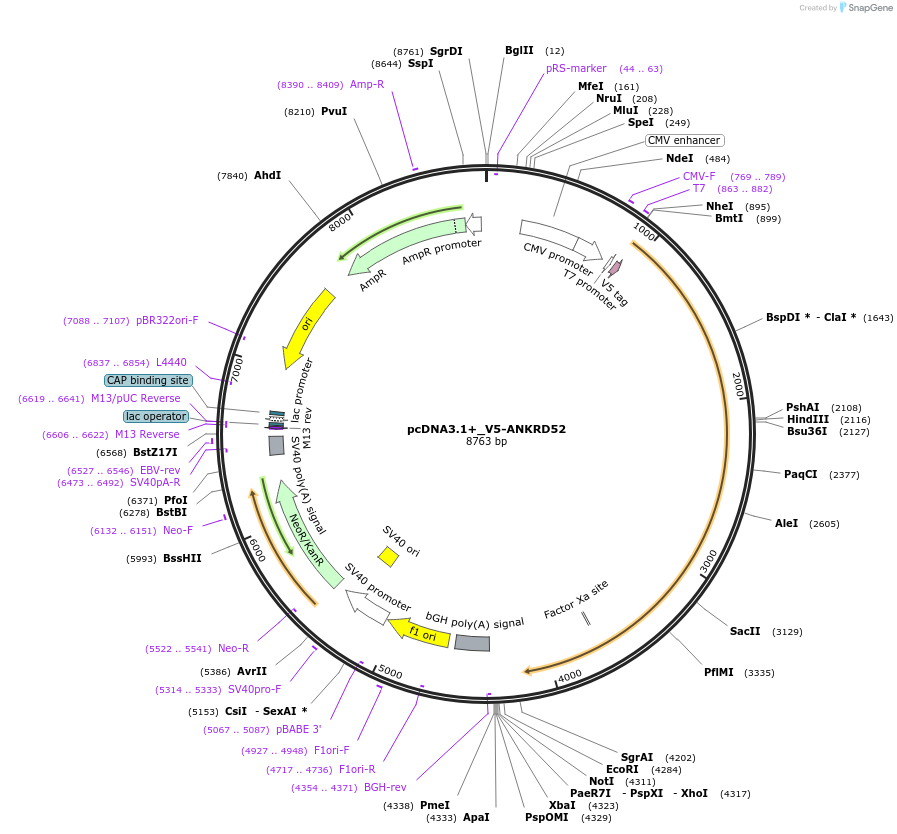 92012-plasmid-map-sequence-id-180668