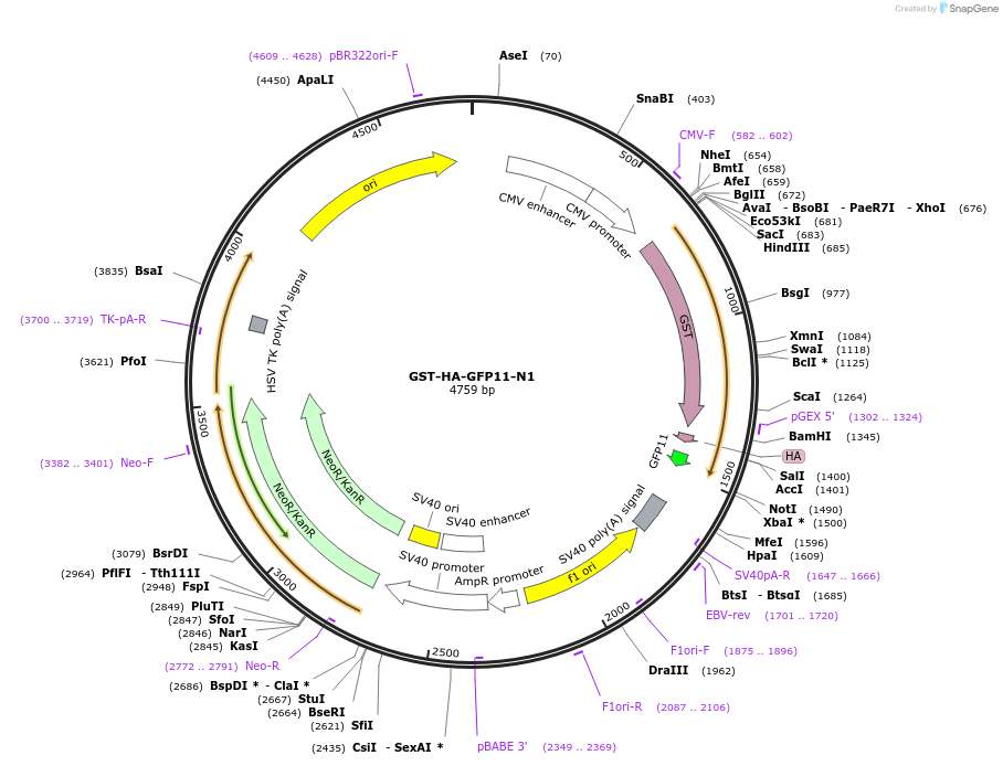 91953-plasmid-map-sequence-id-180677