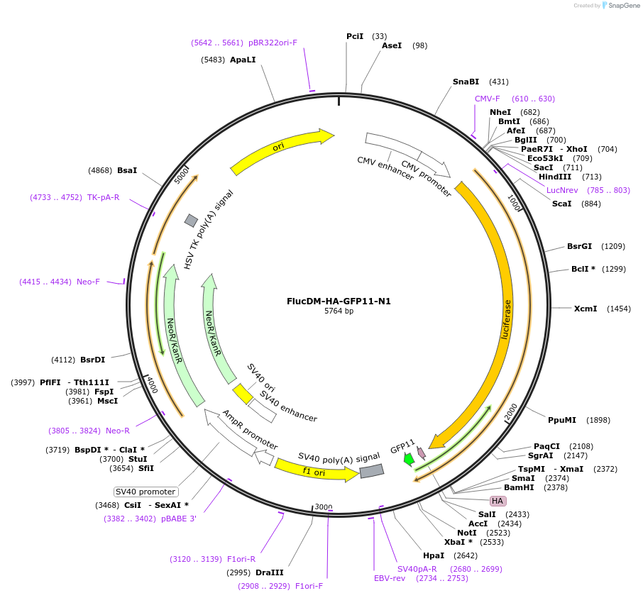 91956-plasmid-map-sequence-id-180678