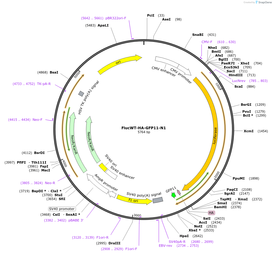 91954-plasmid-map-sequence-id-180680