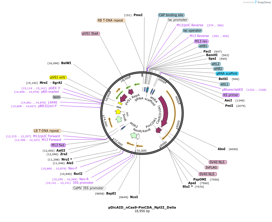91694-plasmid-map-sequence-id-180691