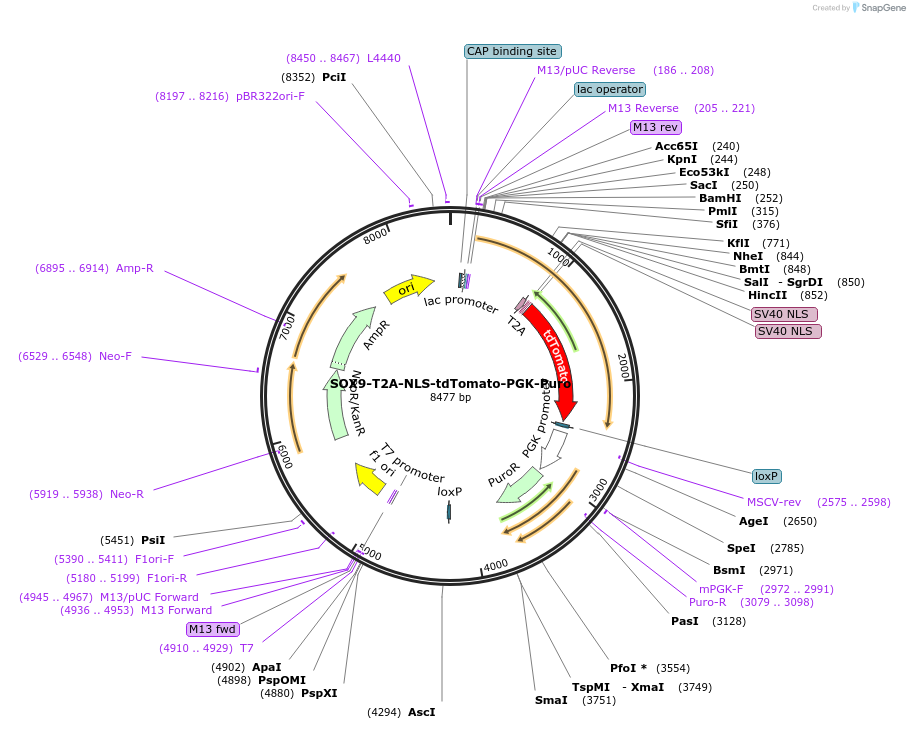 89993-plasmid-map-sequence-id-180698