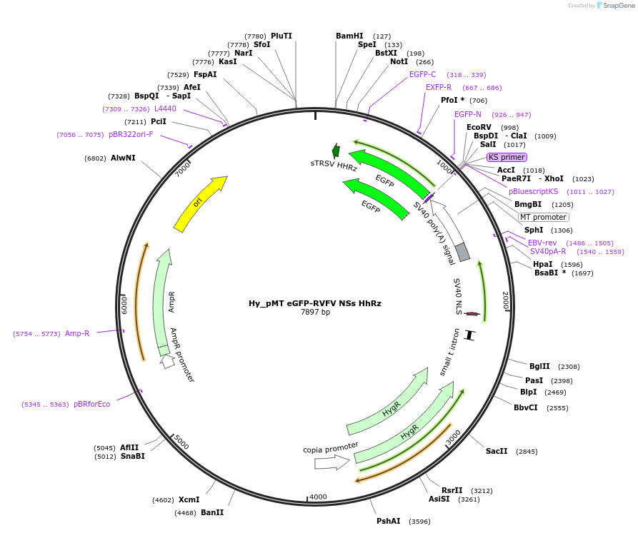 91801-plasmid-map-sequence-id-180700