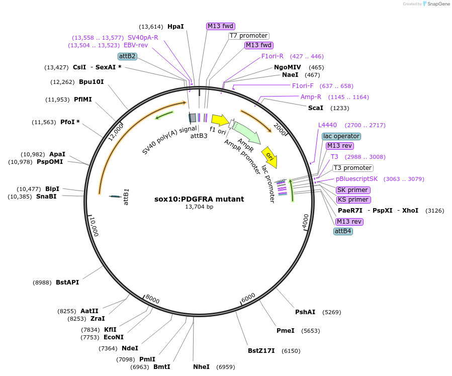 98697-plasmid-map-sequence-id-180713