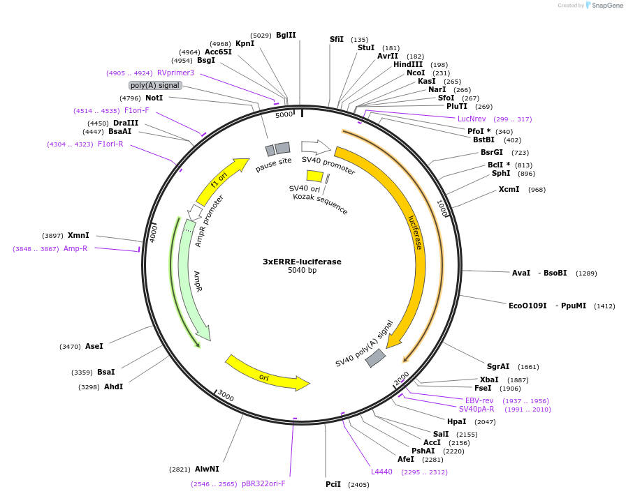 37851-plasmid-map-sequence-id-180888