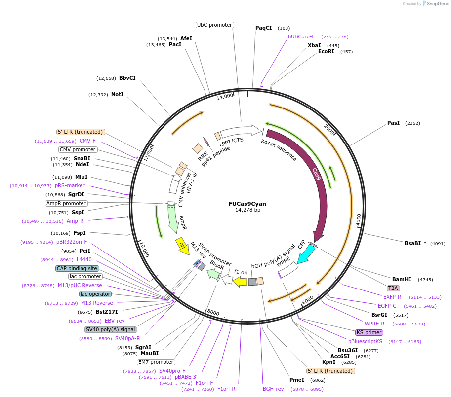 85554-plasmid-map-sequence-id-180892