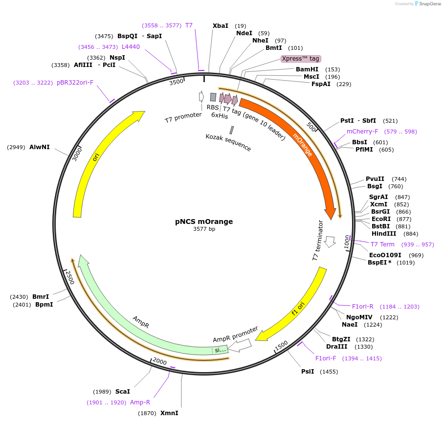 91764-plasmid-map-sequence-id-180920