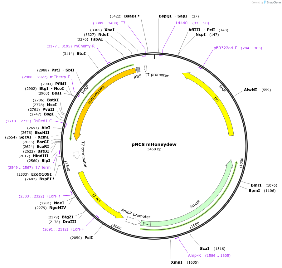 91760-plasmid-map-sequence-id-180921