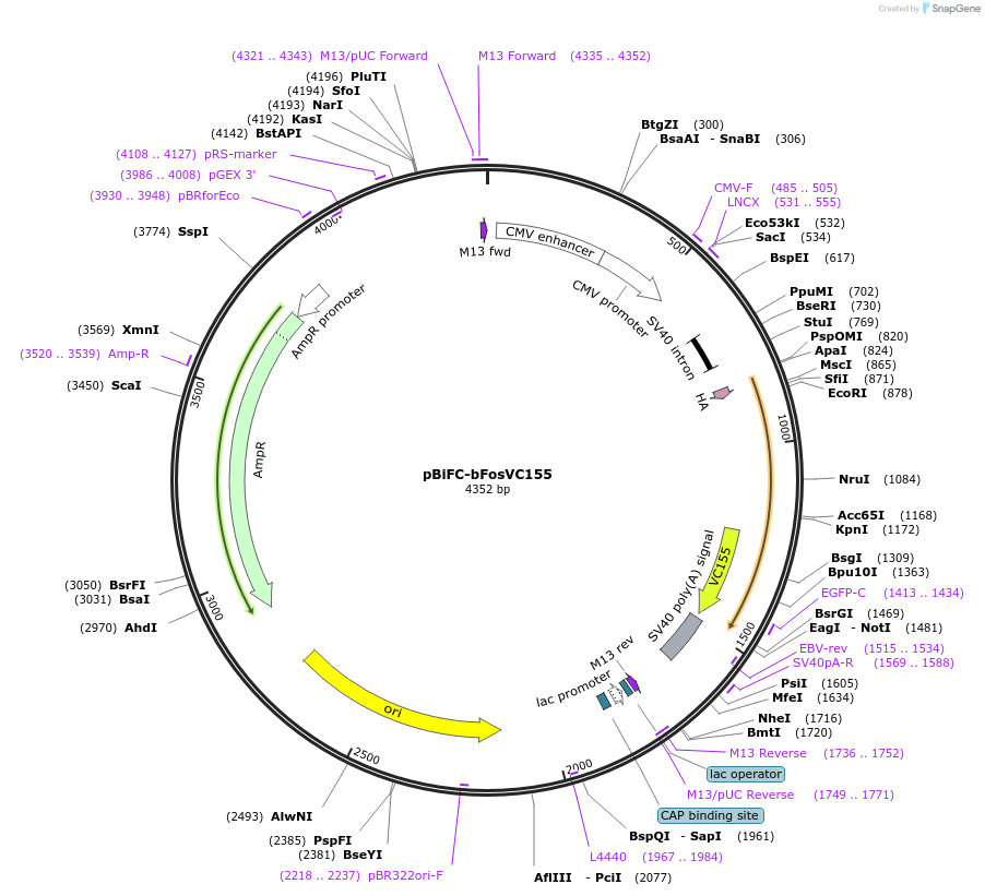 22013-plasmid-map-sequence-id-180923