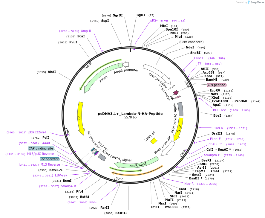 92005-plasmid-map-sequence-id-180927