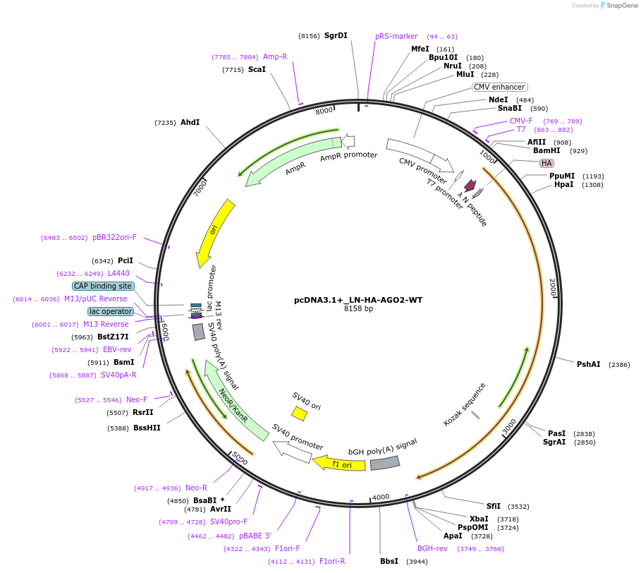 92009-plasmid-map-sequence-id-180928