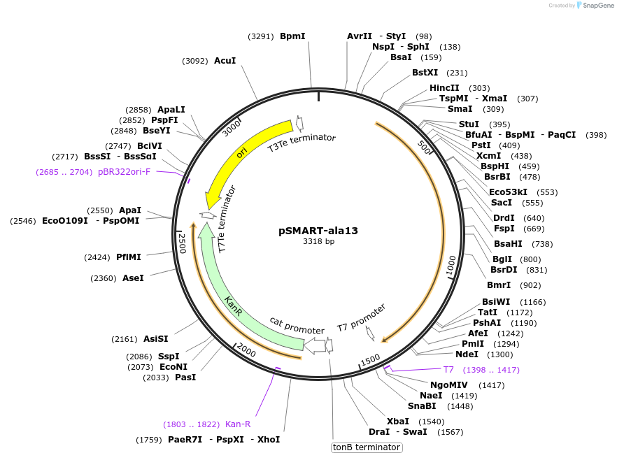 87174-plasmid-map-sequence-id-180934