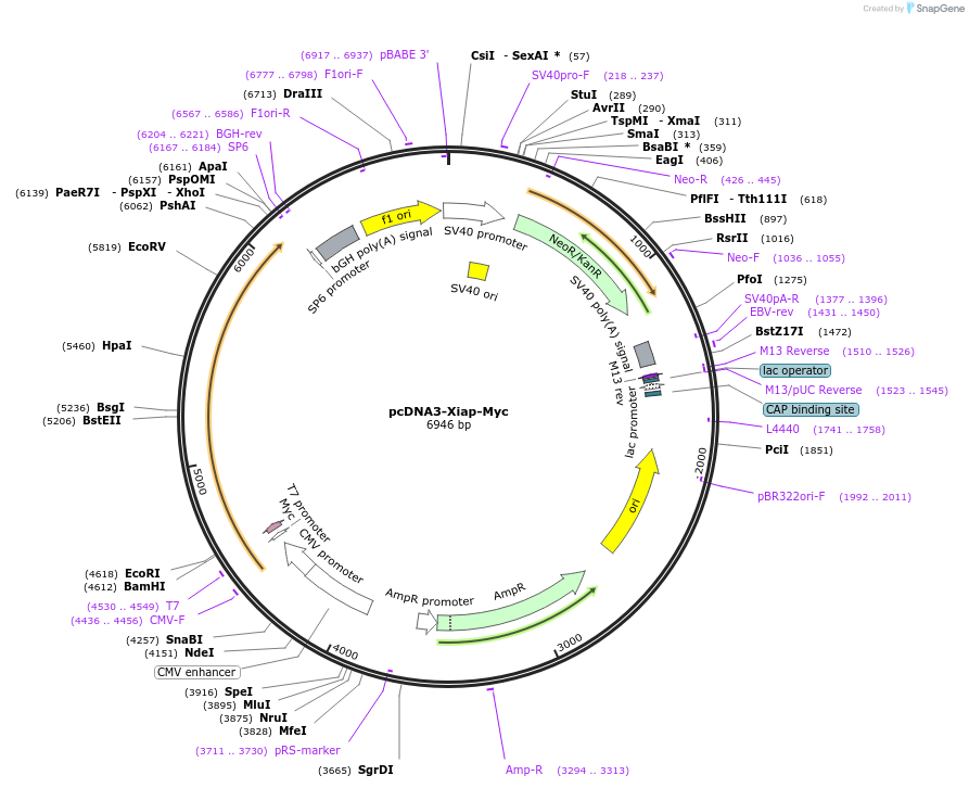 11833-plasmid-map-sequence-id-180956