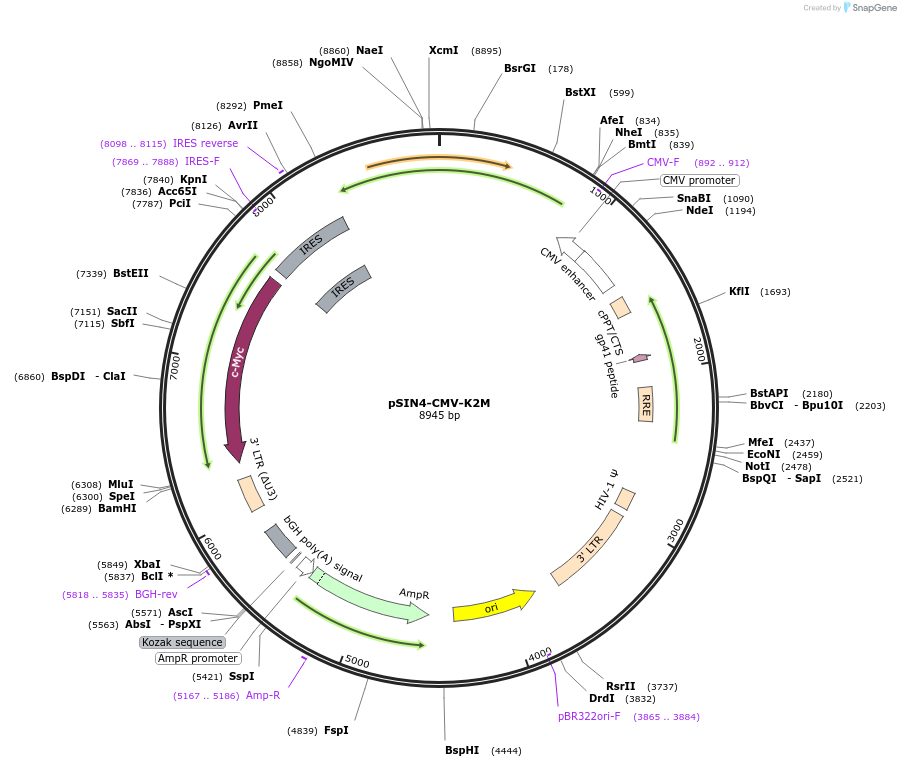 21164-plasmid-map-sequence-id-180957