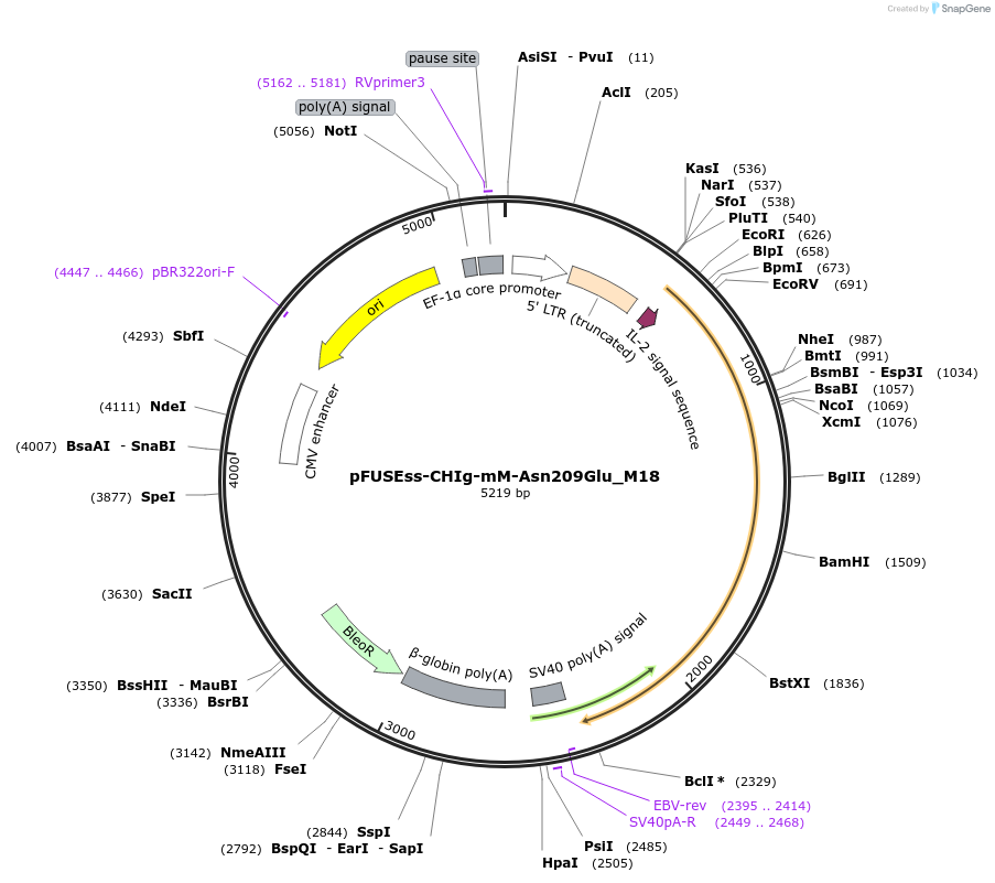 91743-plasmid-map-sequence-id-181003
