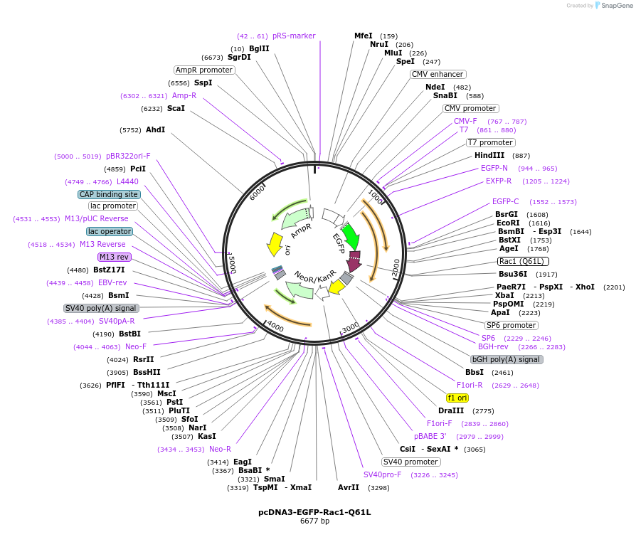 12981-plasmid-map-sequence-id-181019