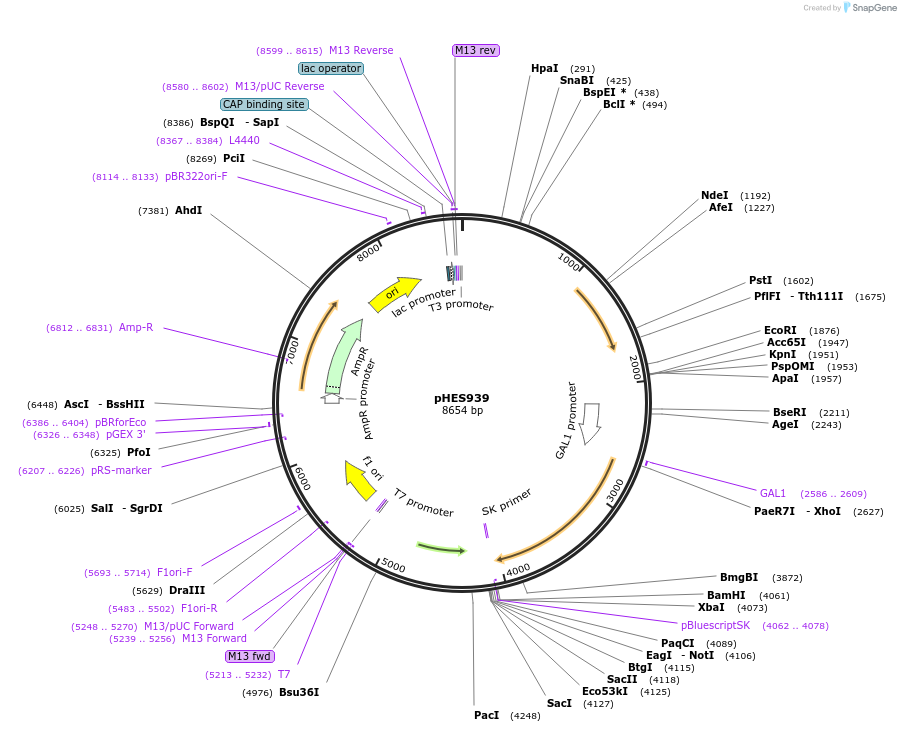 89201-plasmid-map-sequence-id-181027
