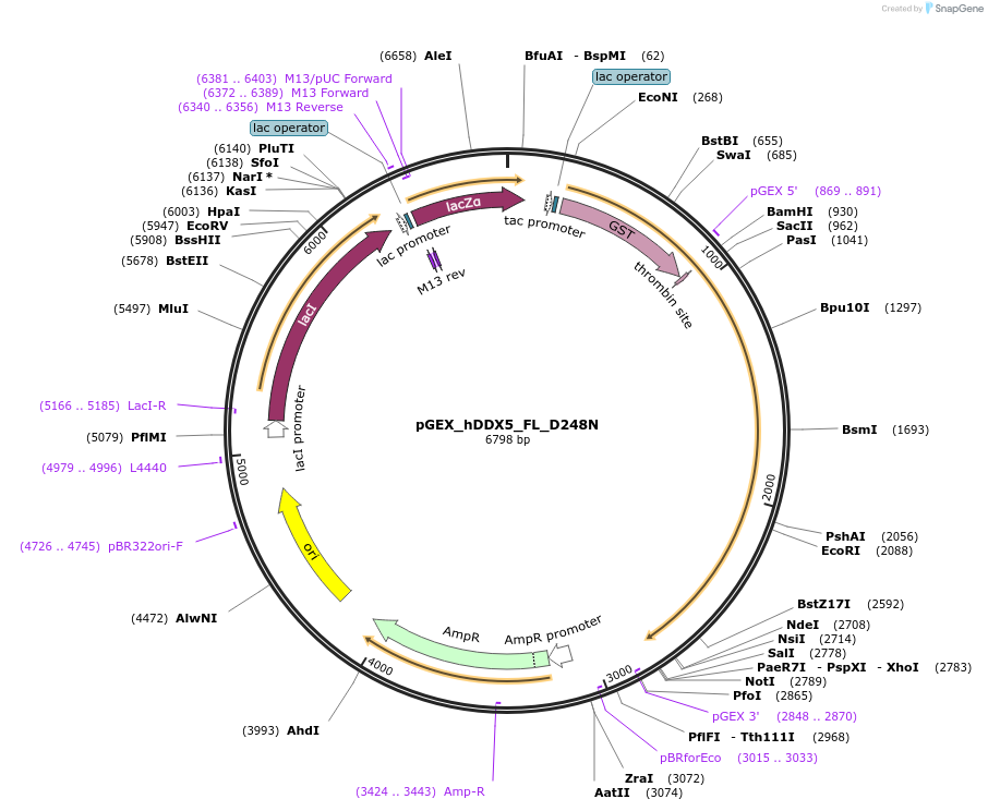 88872-plasmid-map-sequence-id-181029