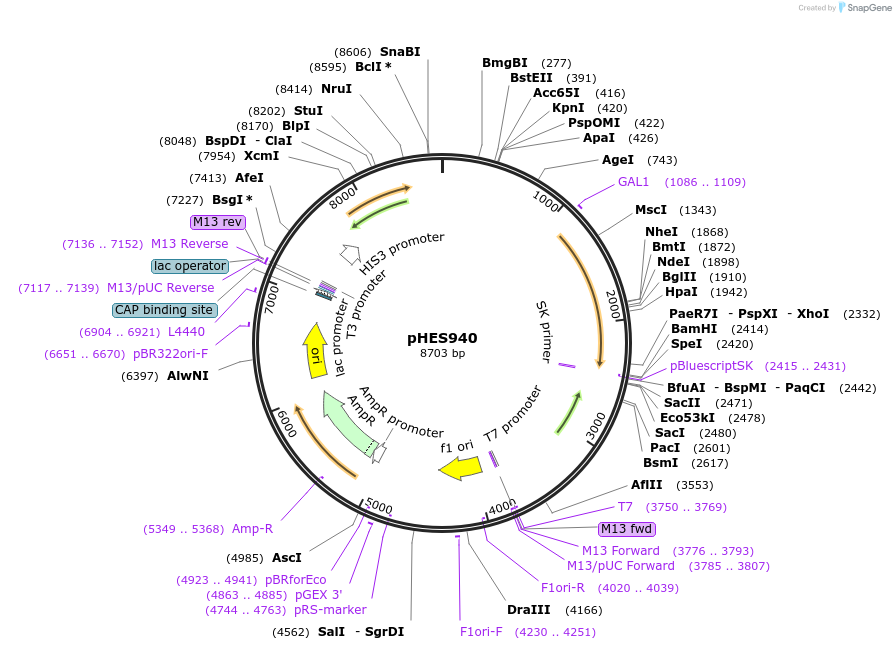 89202-plasmid-map-sequence-id-181030