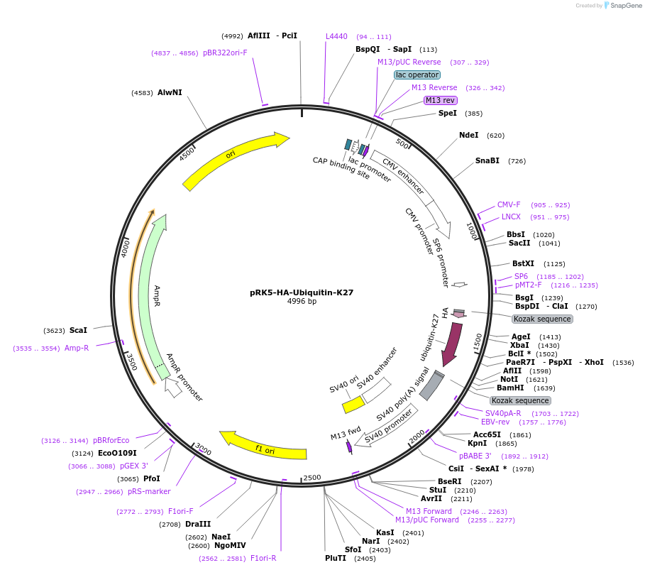 22902-plasmid-map-sequence-id-181049