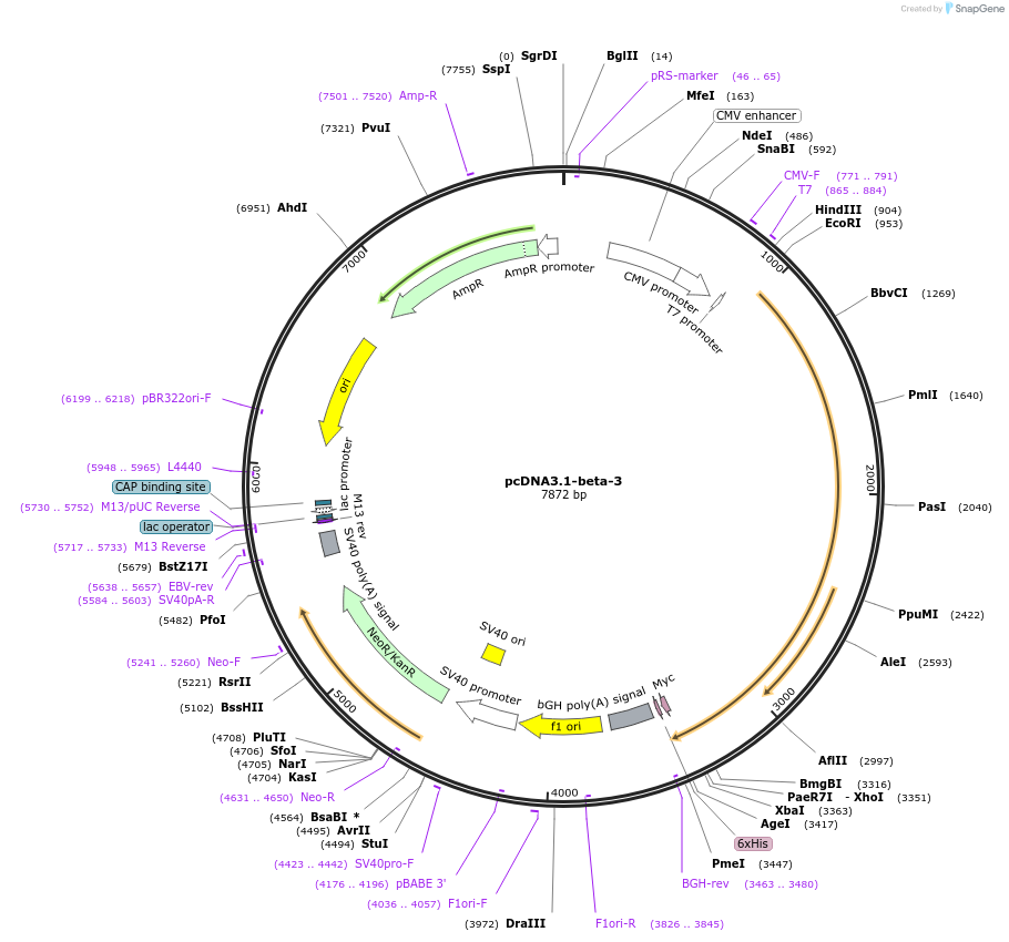 27289-plasmid-map-sequence-id-181051