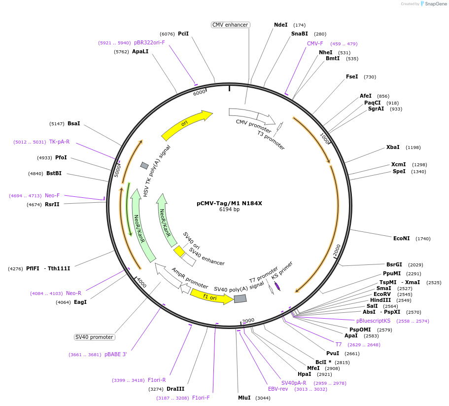 92365-plasmid-map-sequence-id-181053