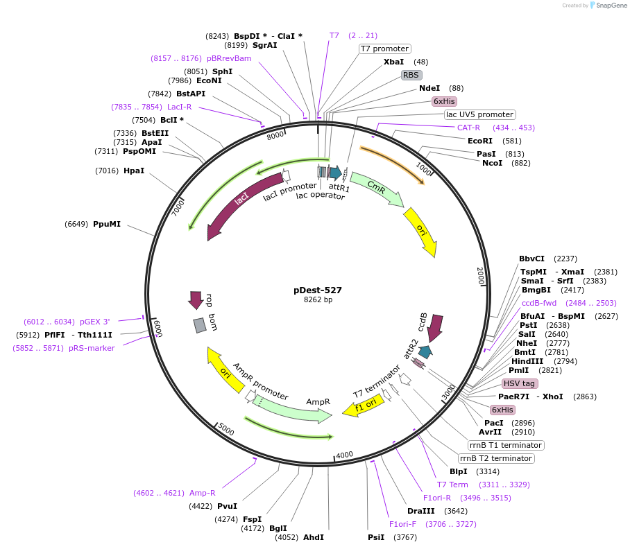 11518-plasmid-map-sequence-id-181065