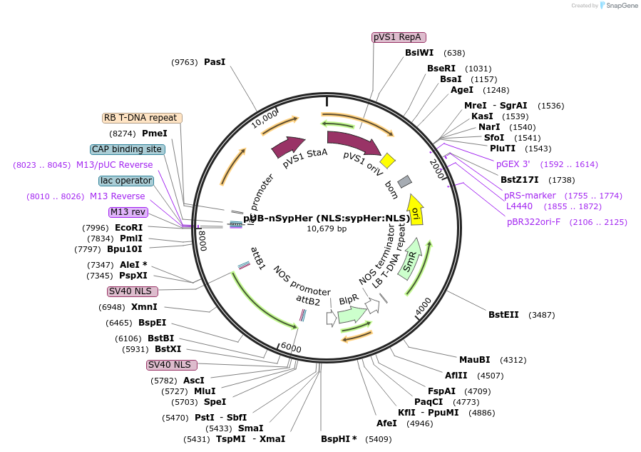 84731-plasmid-map-sequence-id-181077