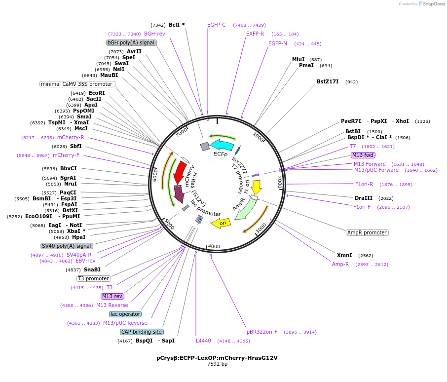 89887-plasmid-map-sequence-id-181092