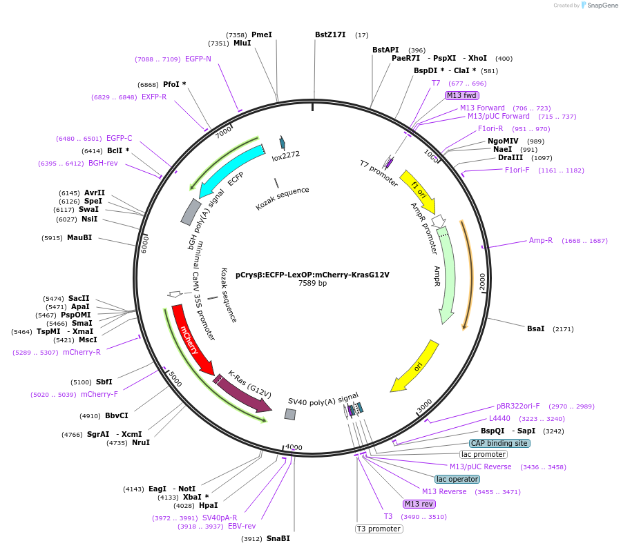 89888-plasmid-map-sequence-id-181093