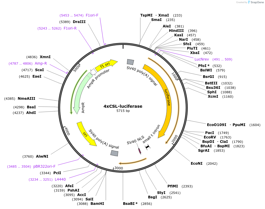 41726-plasmid-map-sequence-id-181114