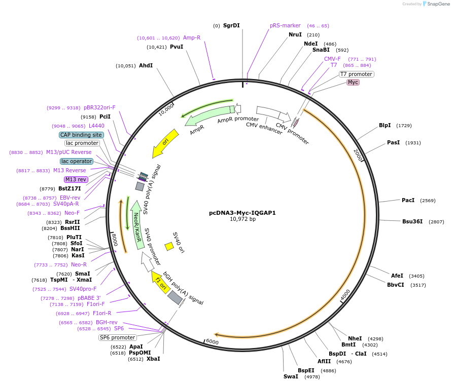 30118-plasmid-map-sequence-id-181115