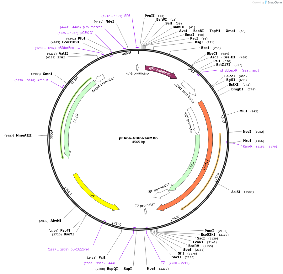 89067-plasmid-map-sequence-id-181132