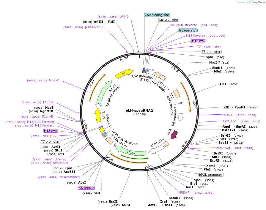 64114-plasmid-map-sequence-id-181138
