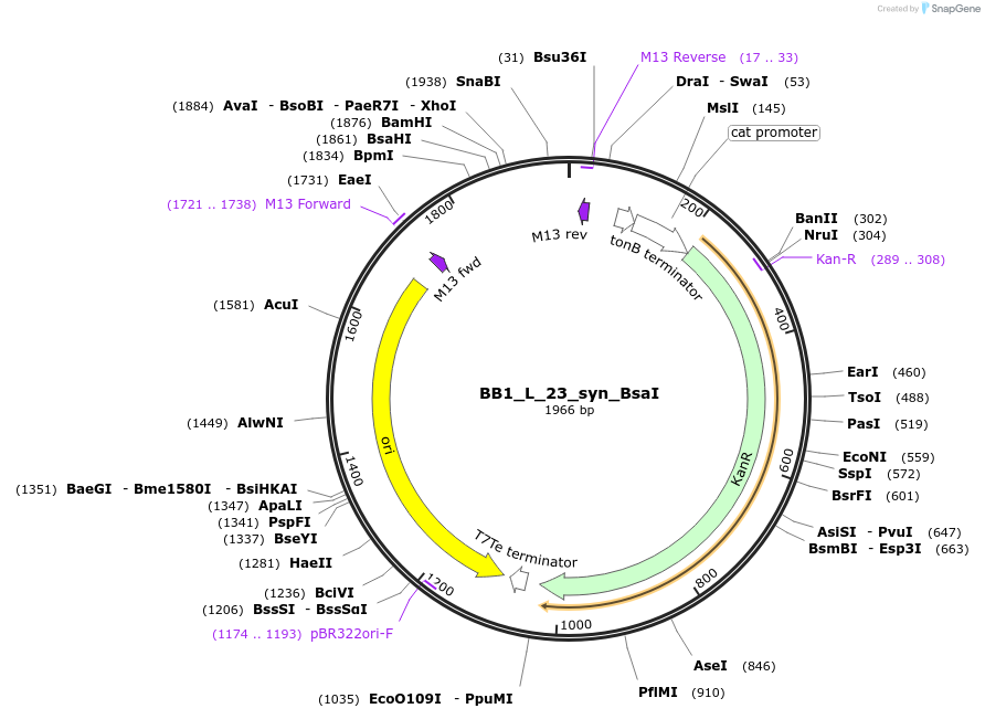 89915-plasmid-map-sequence-id-181143