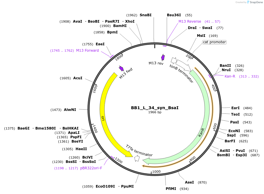 89916-plasmid-map-sequence-id-181144