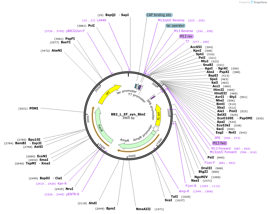89921-plasmid-map-sequence-id-181151