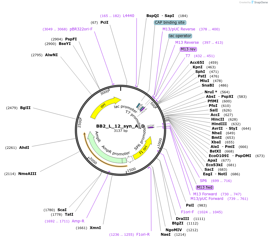 90270-plasmid-map-sequence-id-181164