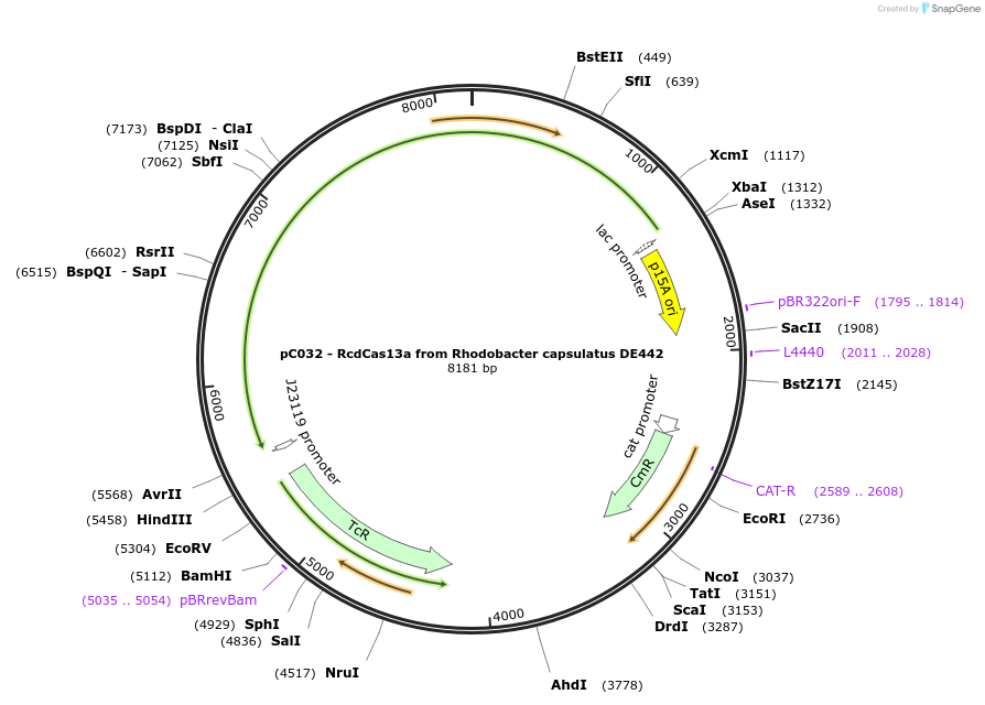 91922-plasmid-map-sequence-id-181260