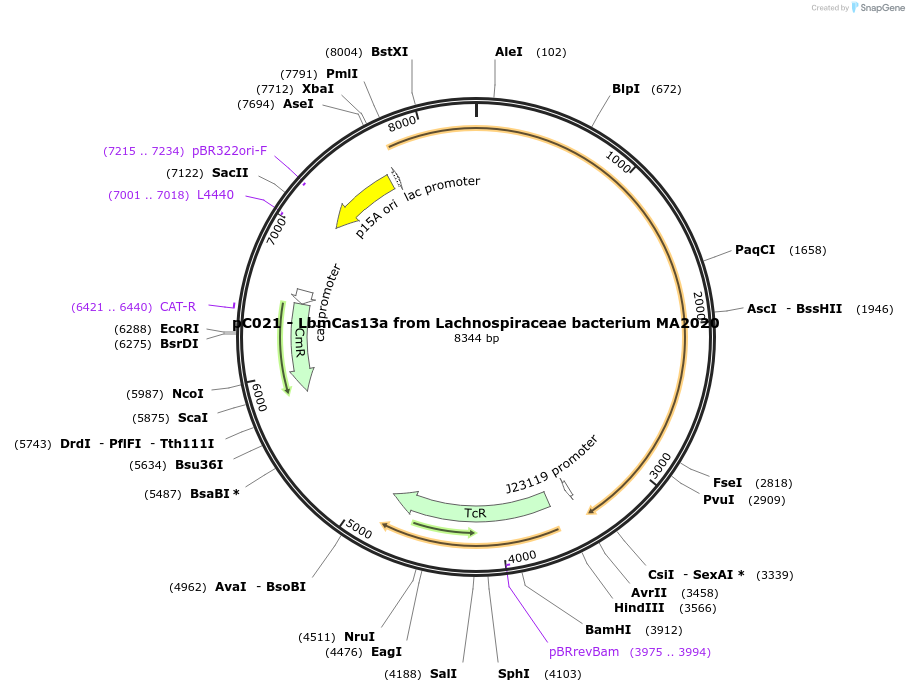 91911-plasmid-map-sequence-id-181266