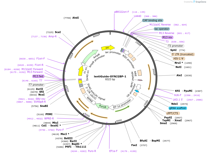 92159-plasmid-map-sequence-id-181272