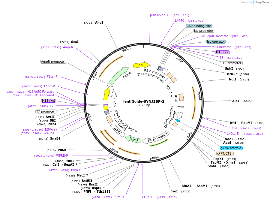 92160-plasmid-map-sequence-id-181277