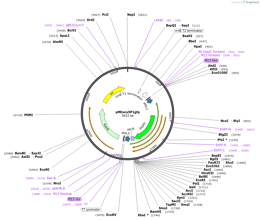 90131-plasmid-map-sequence-id-181290