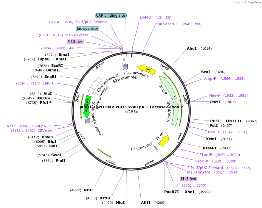 91802-plasmid-map-sequence-id-181300