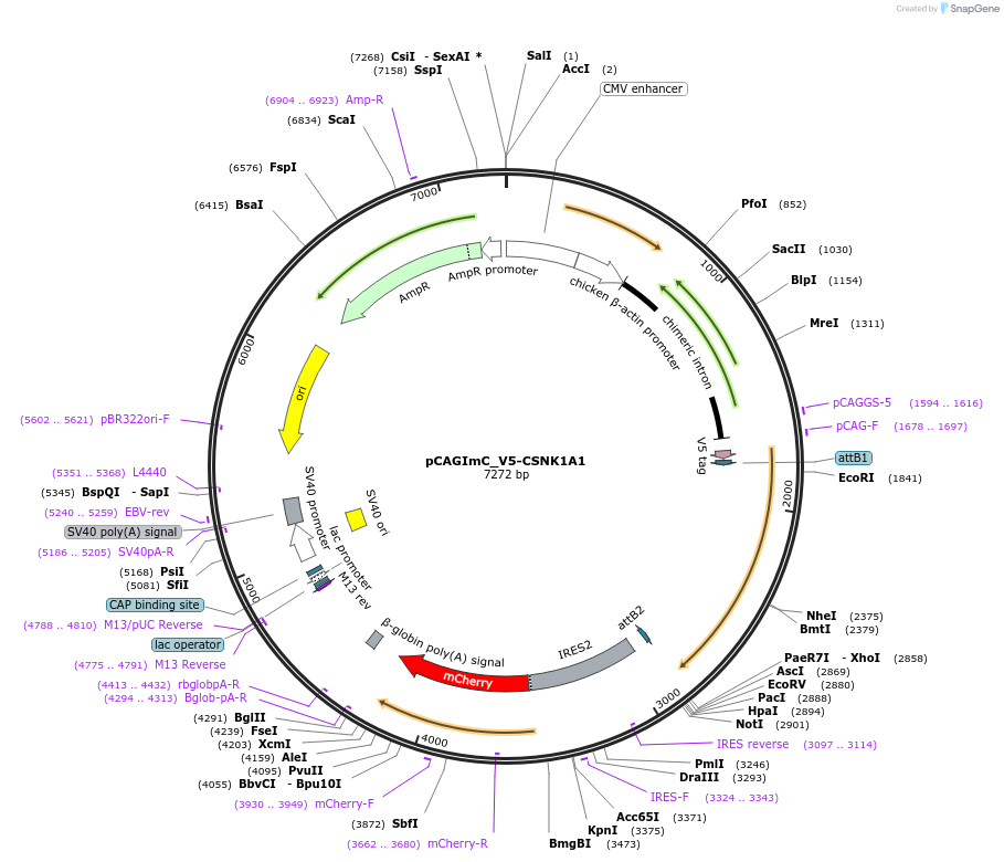92014-plasmid-map-sequence-id-181326